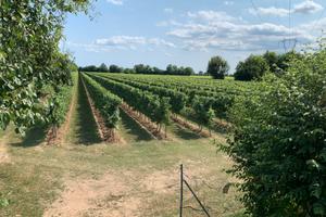 Vigneti