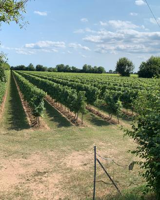 Vigneti