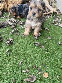 Yorkshire Toy cuccioli