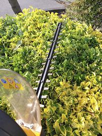 Taglia Siepi Foliage 5-50 500W