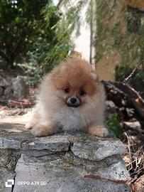 Volpino di Pomerania nano