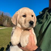 Cuccioli di Labrador Retriever