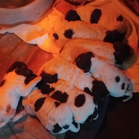 Cuccioli di lagotto romagnolo