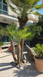 Palme da espiantare R E G A L O