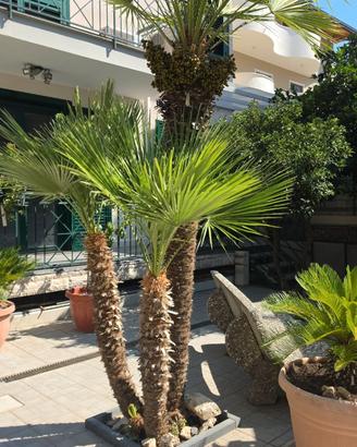 Palme da espiantare R E G A L O