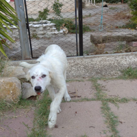 Cucciolo maremmano 4 mesi