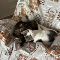 Gatti Adulti per adozione