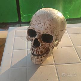 Teschio decorativo realistico halloween 