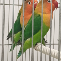 Inseparabili di Fischer