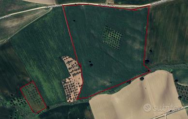 Contrada Difensola - 8ha - 100 piante di olivo