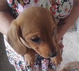 Cuccioli di bassotto