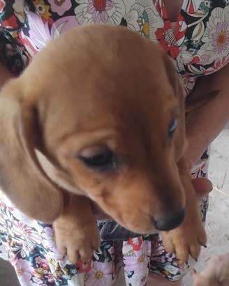 Cuccioli di bassotto