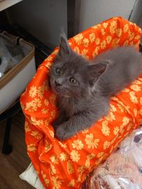 Cucciolo di Maine coon