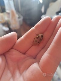 Blatte di porcellana ( Gyna centurio ) ×10