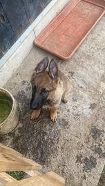 Cuccioli PT con pedigree