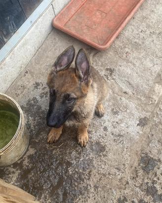 Cuccioli PT con pedigree