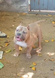 American bully pocket