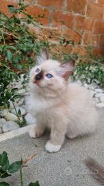 Cuccioli Gatti Ragdoll 