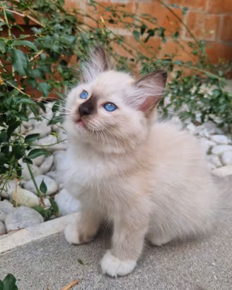 Cuccioli Gatti Ragdoll 