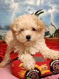 Cuccioli Malti-Poo - Uno - Due Maschietti