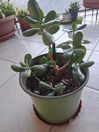 Pianta grassa Giada