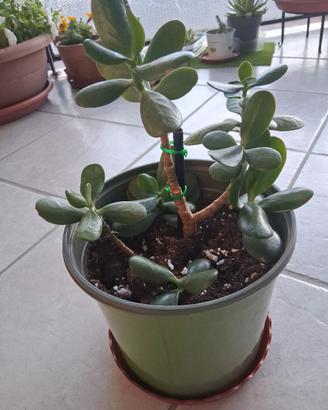 Pianta grassa Giada