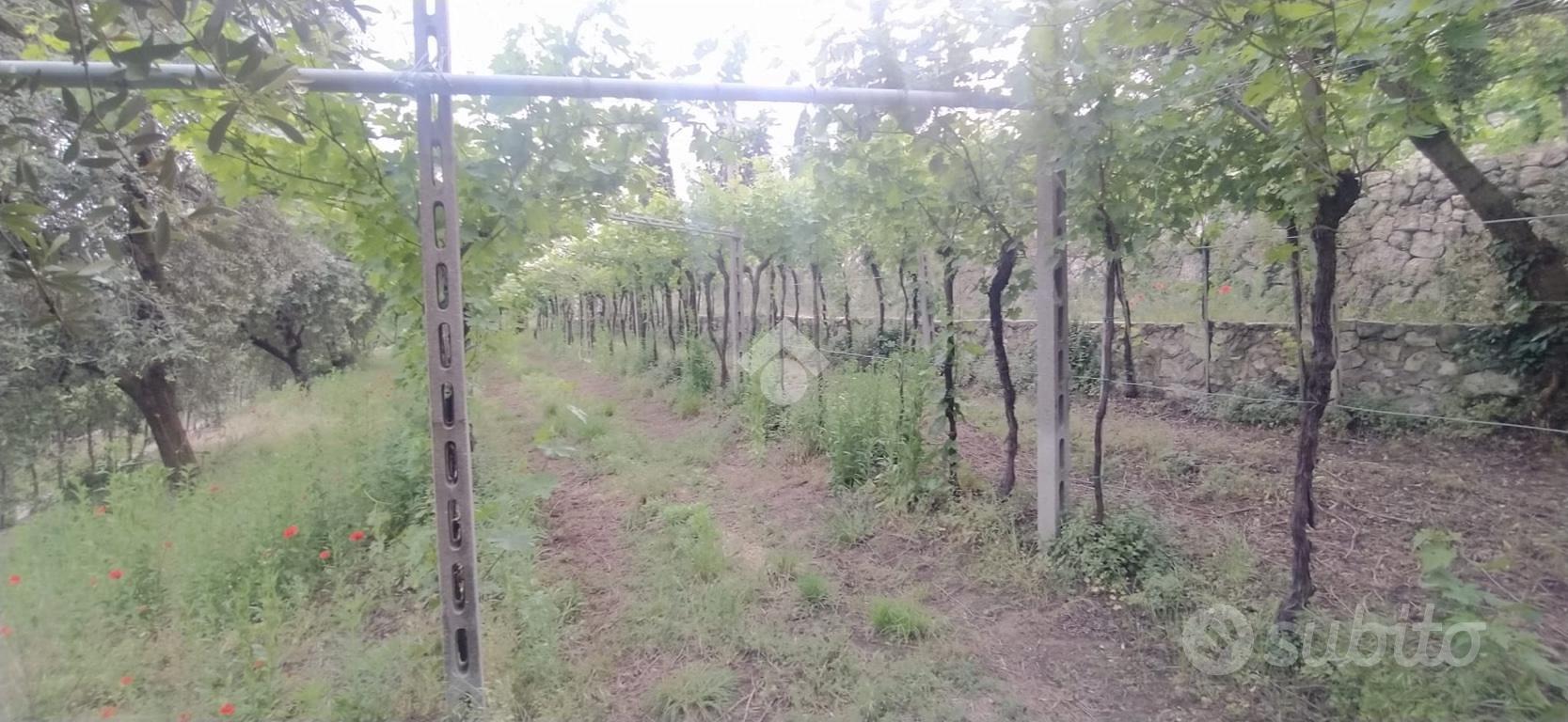 TER. AGRICOLO A SAN PIETRO IN CARIANO - Vista 5