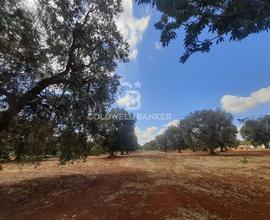 Terreno agricolo - San Vito dei Normanni