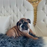 Adorabili bulldog inglese