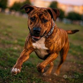amstaff in cinta 