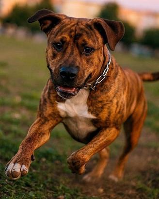 amstaff in cinta 