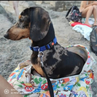 Bassotto tedesco monta