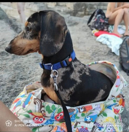 Bassotto tedesco monta