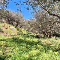 Rodia, terreno agricolo di circa 1000 mq
