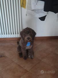 Cucciolo di lagotto romagnolo