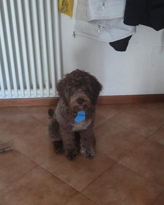 Cucciolo di lagotto romagnolo