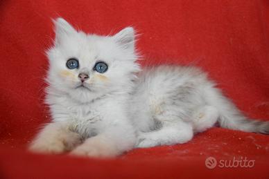 Cucciolo British