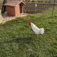 Gallo Livornese