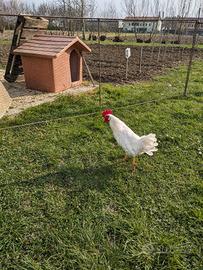 Gallo Livornese