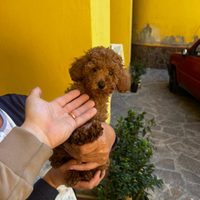 Barboncino toy red maschietto