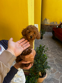 Barboncino toy red maschietto