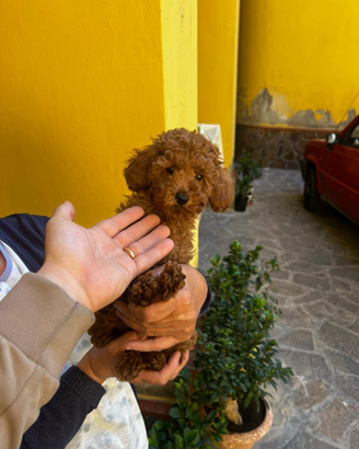 Barboncino toy red maschietto