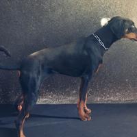 Cucciola dobermann nera focata