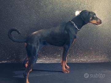 Cucciola dobermann nera focata