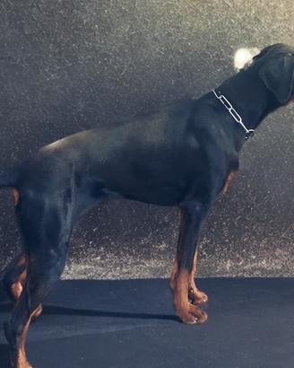 Cucciola dobermann nera focata