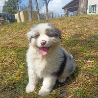 Cuccioli di pastore australiano