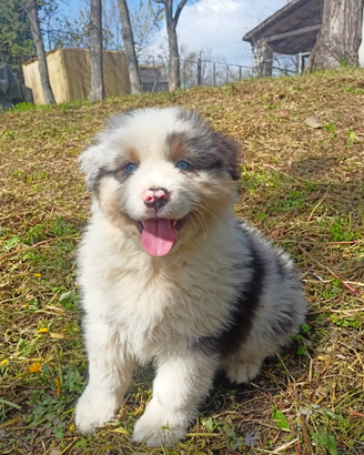 Cuccioli di pastore australiano