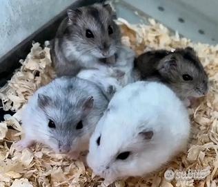 Criceti russi diverse colorazioni