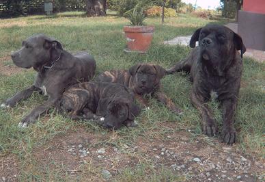 Cuccioli di Cane Corso