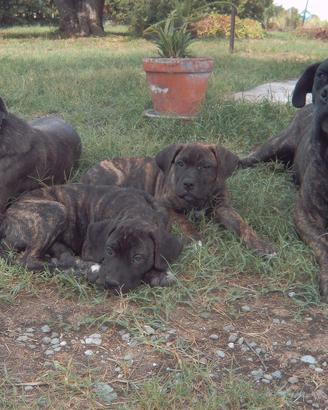 Cuccioli di Cane Corso